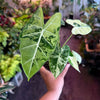 Alocasia ‘Freydek Variegated’