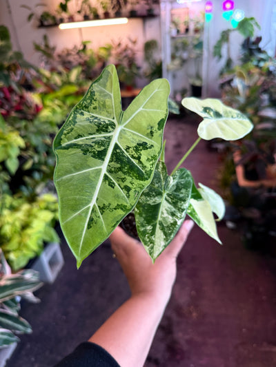 Alocasia ‘Freydek Variegated’