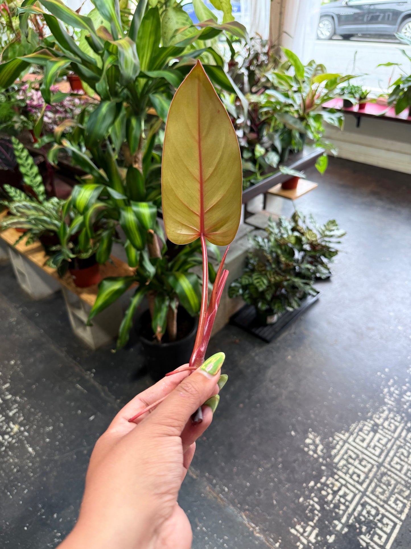 Philodendron Cuttings Bundle (Emerald Red, Emerald Green, & Horse Head)