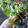 Hoya Krimson Queen