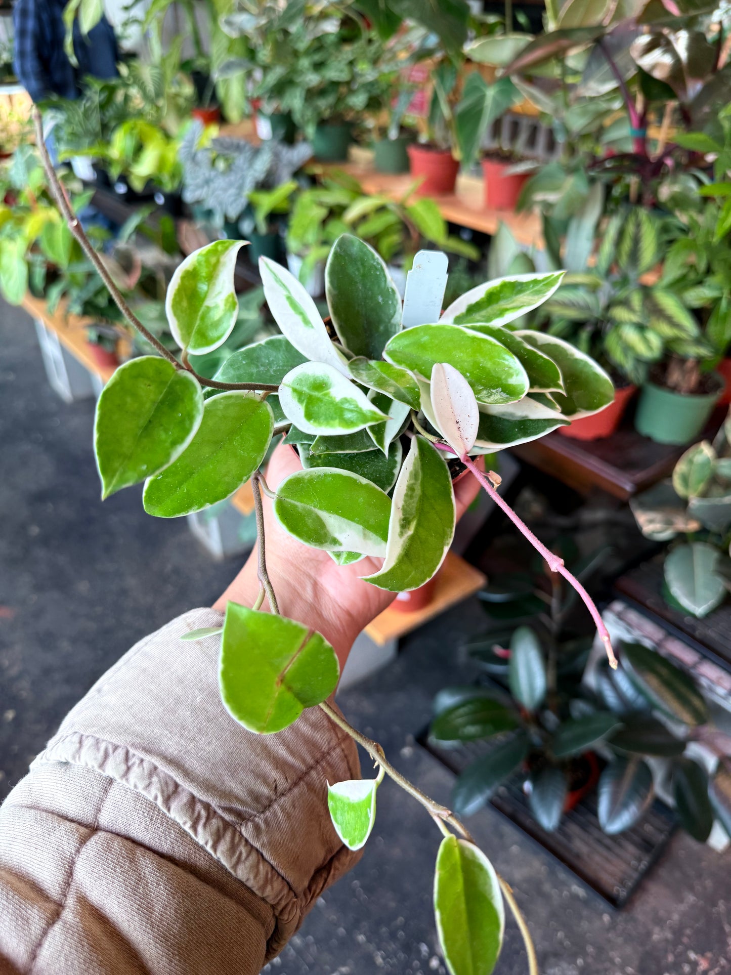 Hoya Krimson Queen