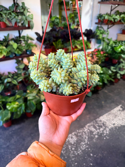 Donkey Tail