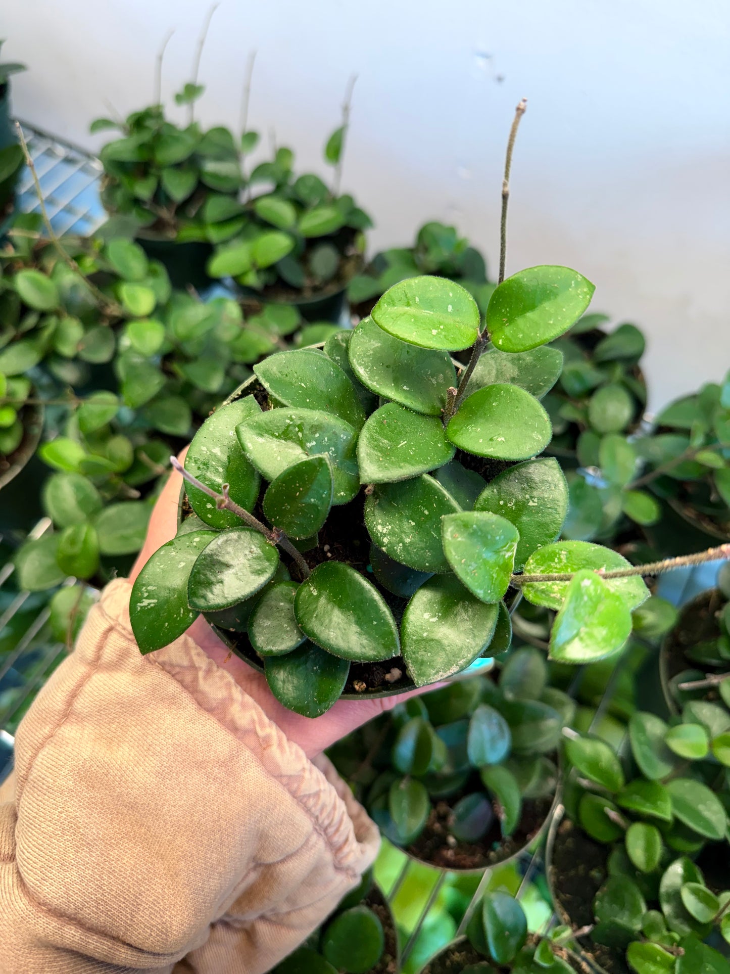Hoya ‘Mathilde Splash’