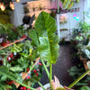 Ring of Fire Variegated