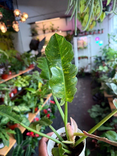 Ring of Fire Variegated