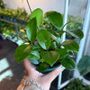Hoya 'Australis'