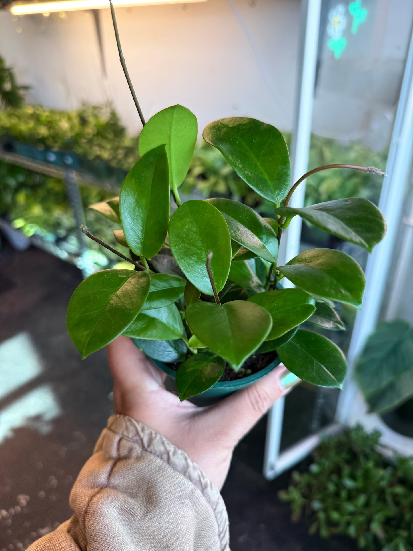 Hoya 'Australis'