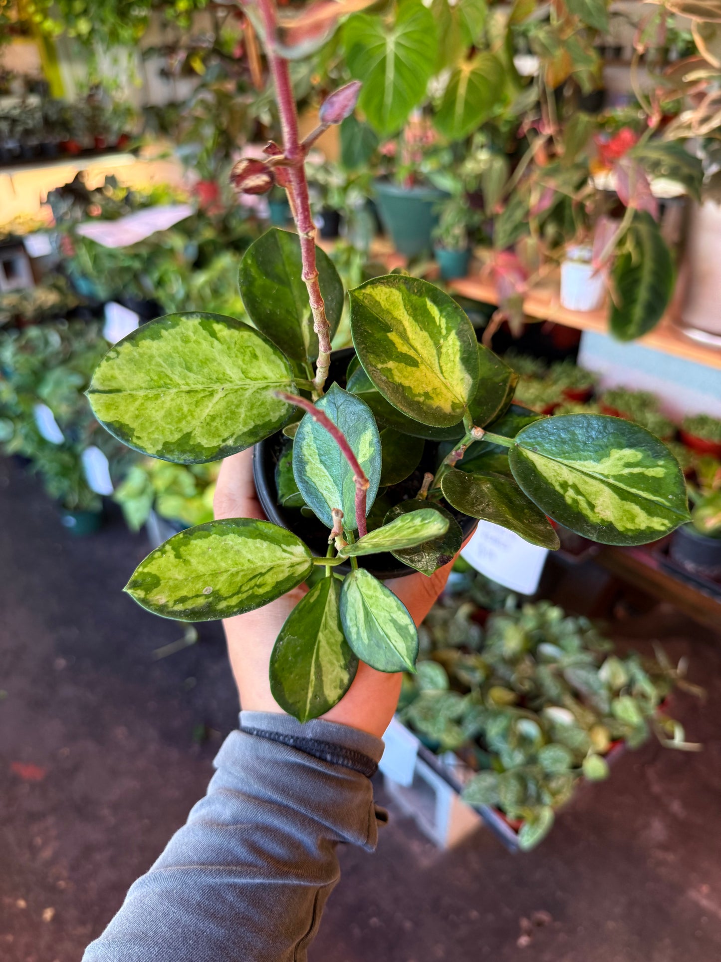 Hoya ‘Australis Tri Color’