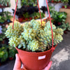 Donkey Tail