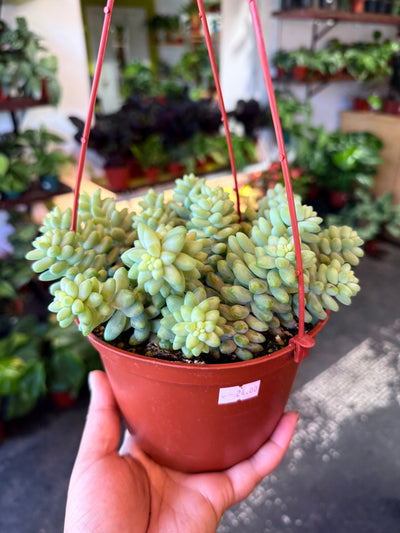 Donkey Tail