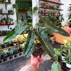 Philodendron 'Billietiae'