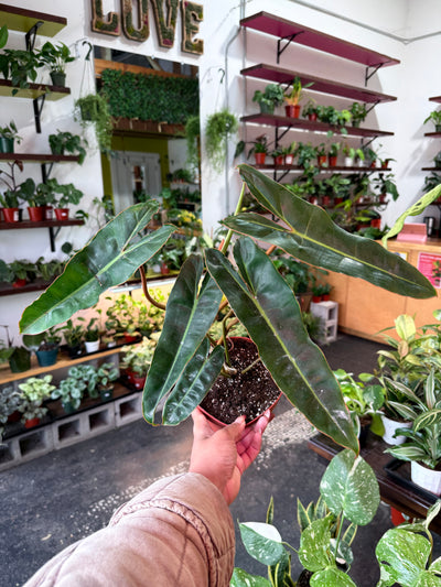 Philodendron 'Billietiae'