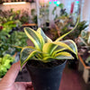 Sansevieria ‘Gold Hahnii’