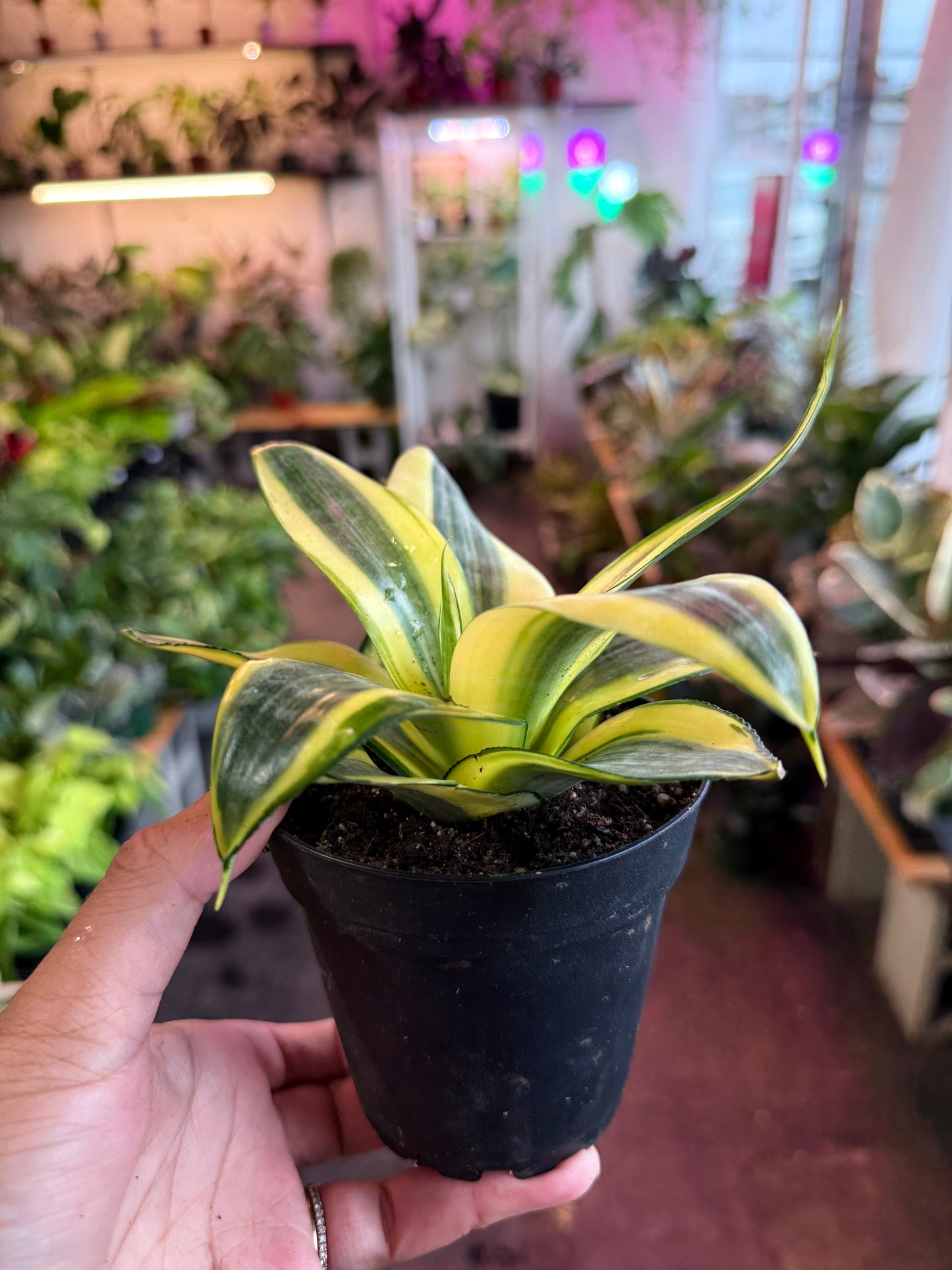Sansevieria ‘Gold Hahnii’