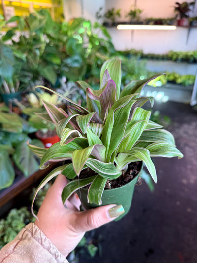 Oyster Plant ‘Moses in the Cradle’