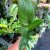Philodendron Cuttings Bundle (Emerald Red, Emerald Green, & Horse Head)