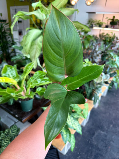 Philodendron Cuttings Bundle (Emerald Red, Emerald Green, & Horse Head)