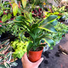Dracaena Tornado