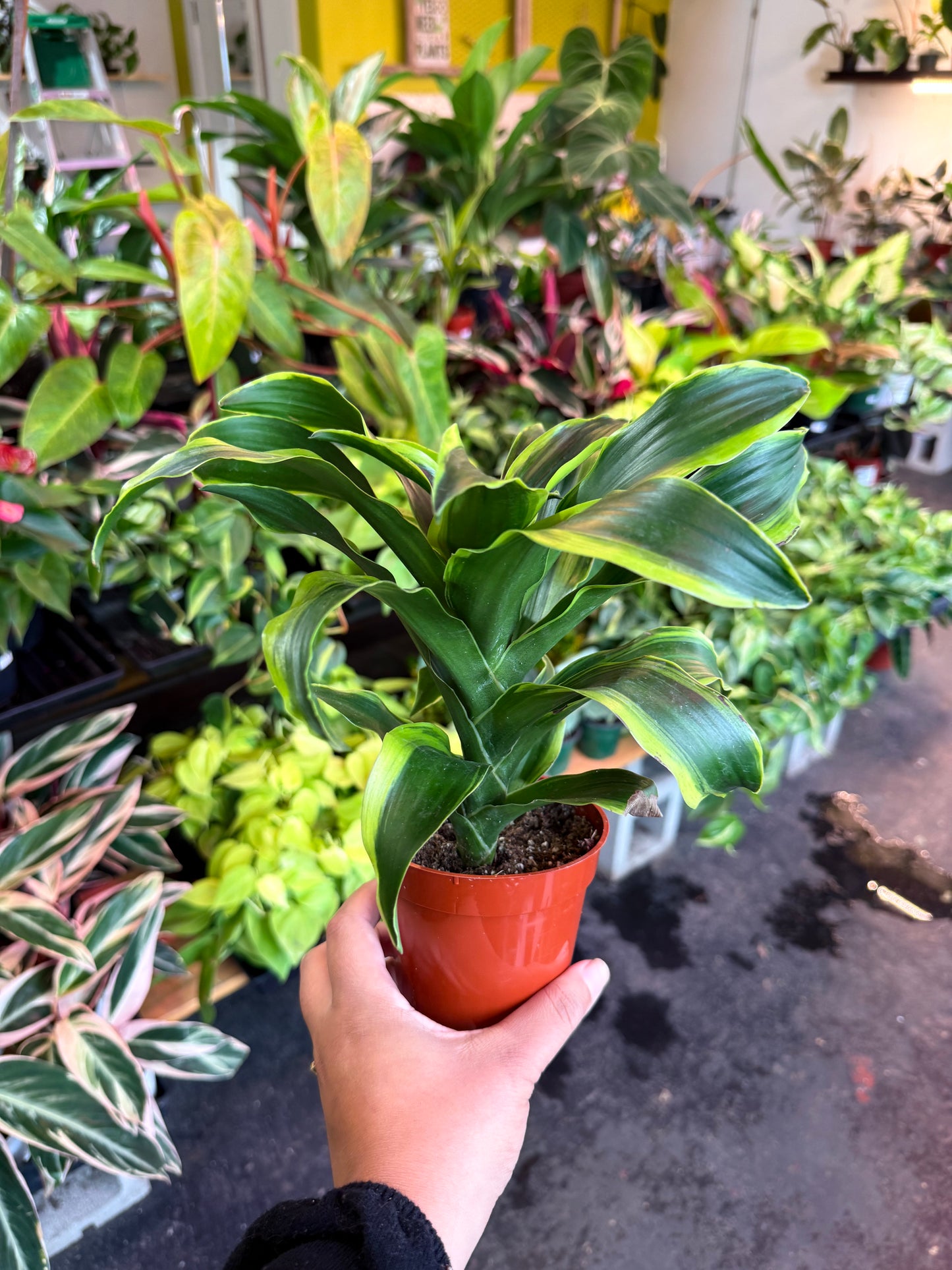 Dracaena Tornado