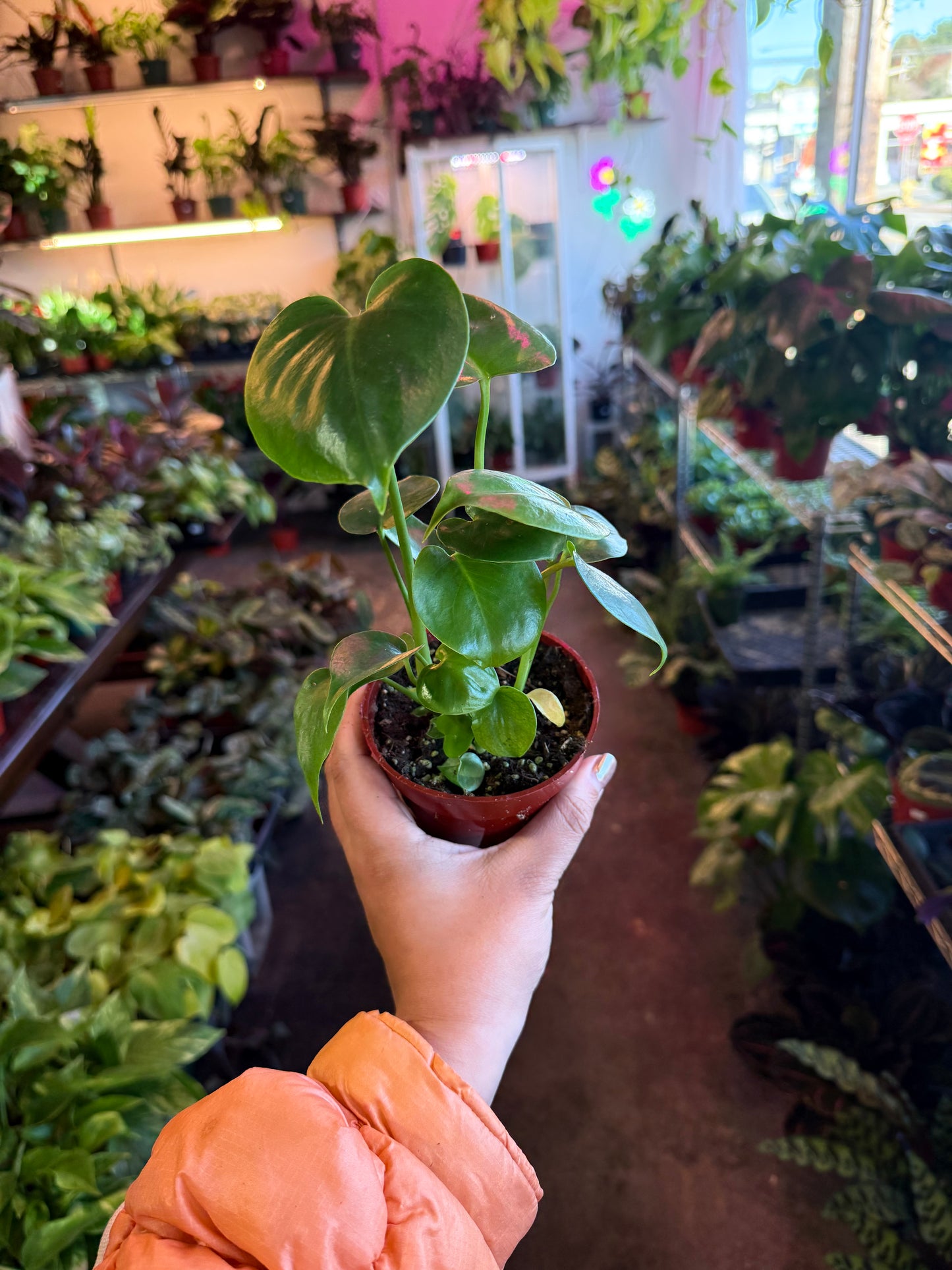 Philodendron Monstera Split-Leaf