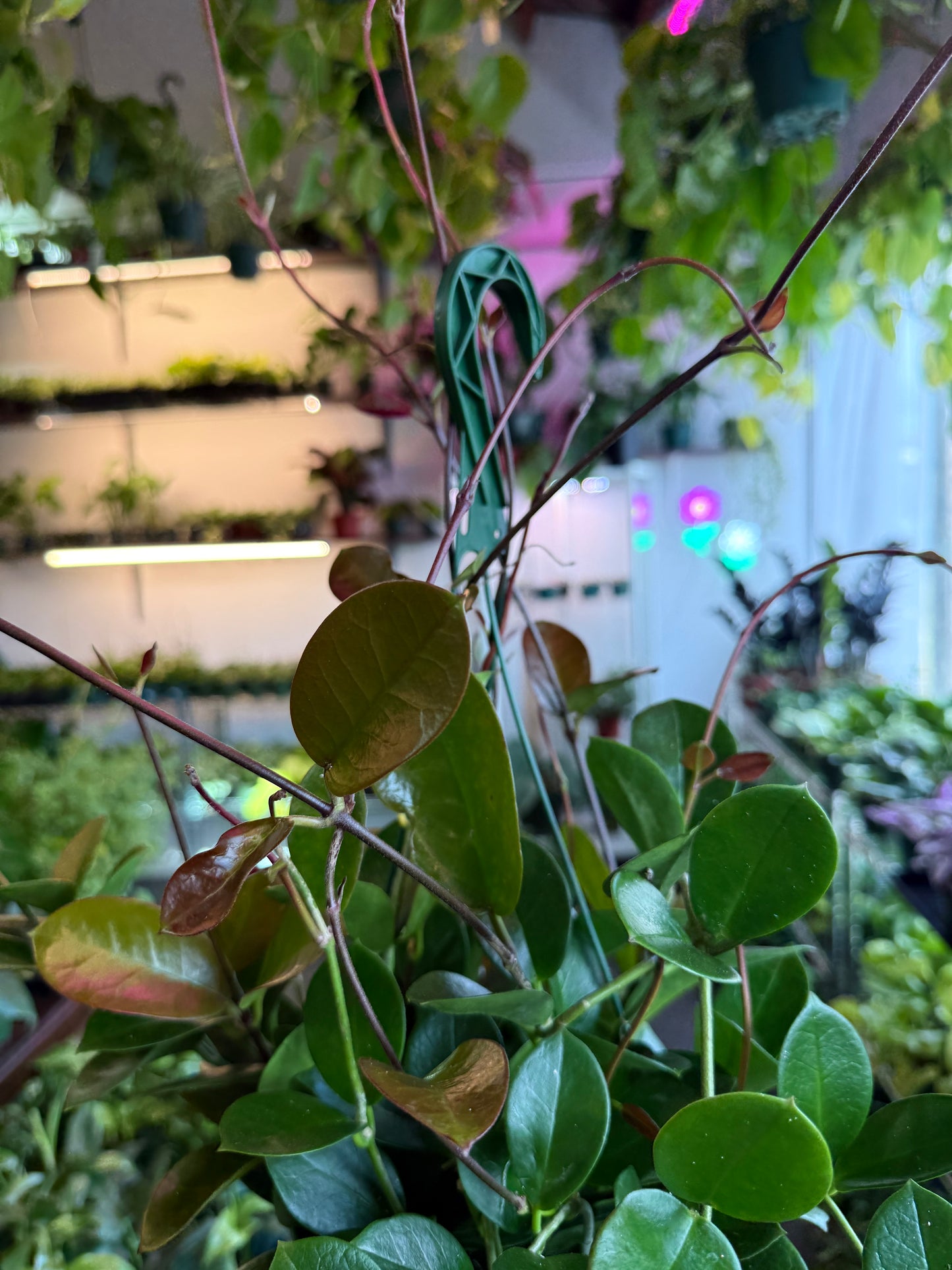 Hoya 'Australis'