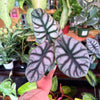 Alocasia ‘Silver Dragon’