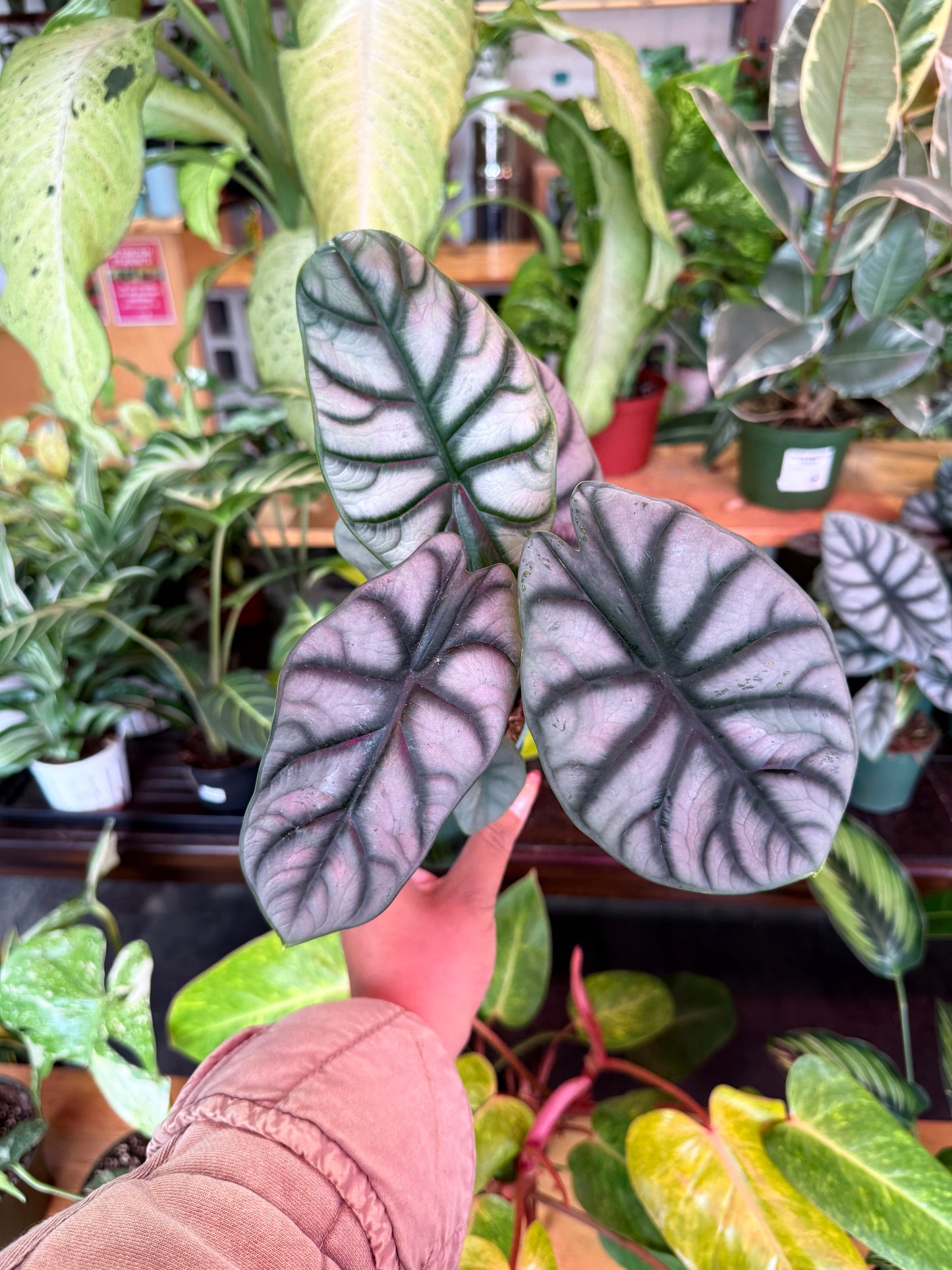 Alocasia ‘Silver Dragon’