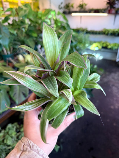 Oyster Plant ‘Moses in the Cradle’