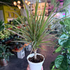 Dracaena ‘Bi-Color’