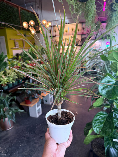 Dracaena ‘Bi-Color’