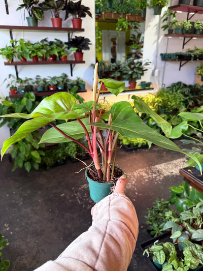 Philodendron ‘Emerald Red’