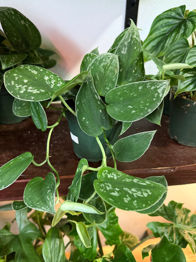 Pothos 'Satin'