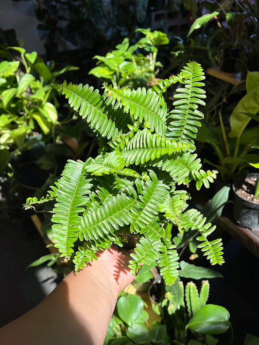Boston Fern