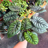 Alocasia 'Dragon Scale'