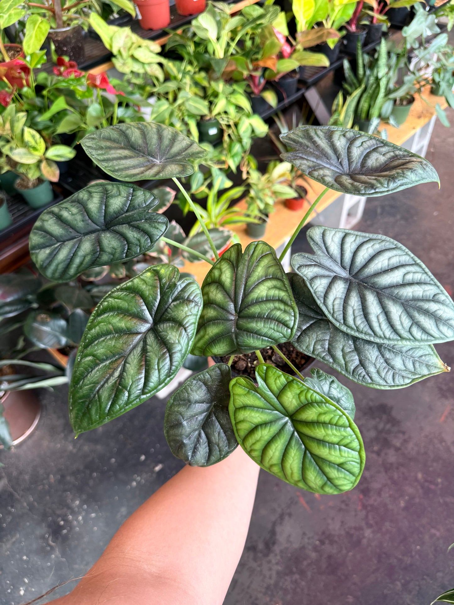 Alocasia 'Dragon Scale'