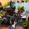 Philodendron 'Pink Princess'