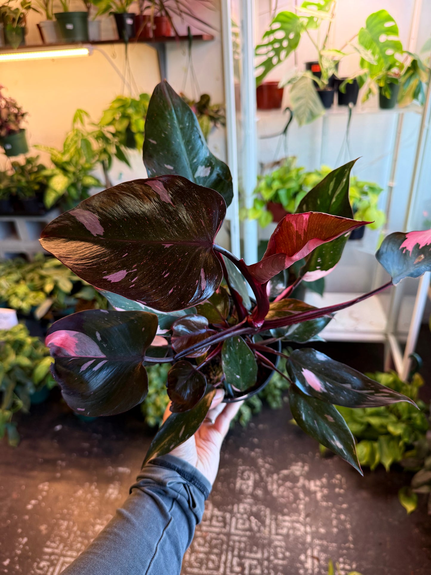 Philodendron 'Pink Princess'