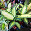 Dieffenbachia ‘Camille’
