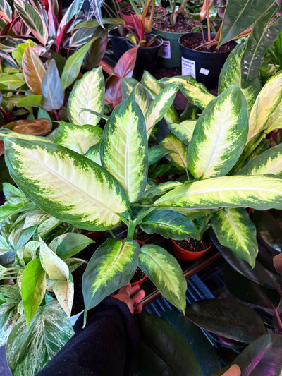 Dieffenbachia ‘Camille’