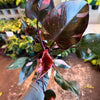 Philodendron 'Pink Princess'