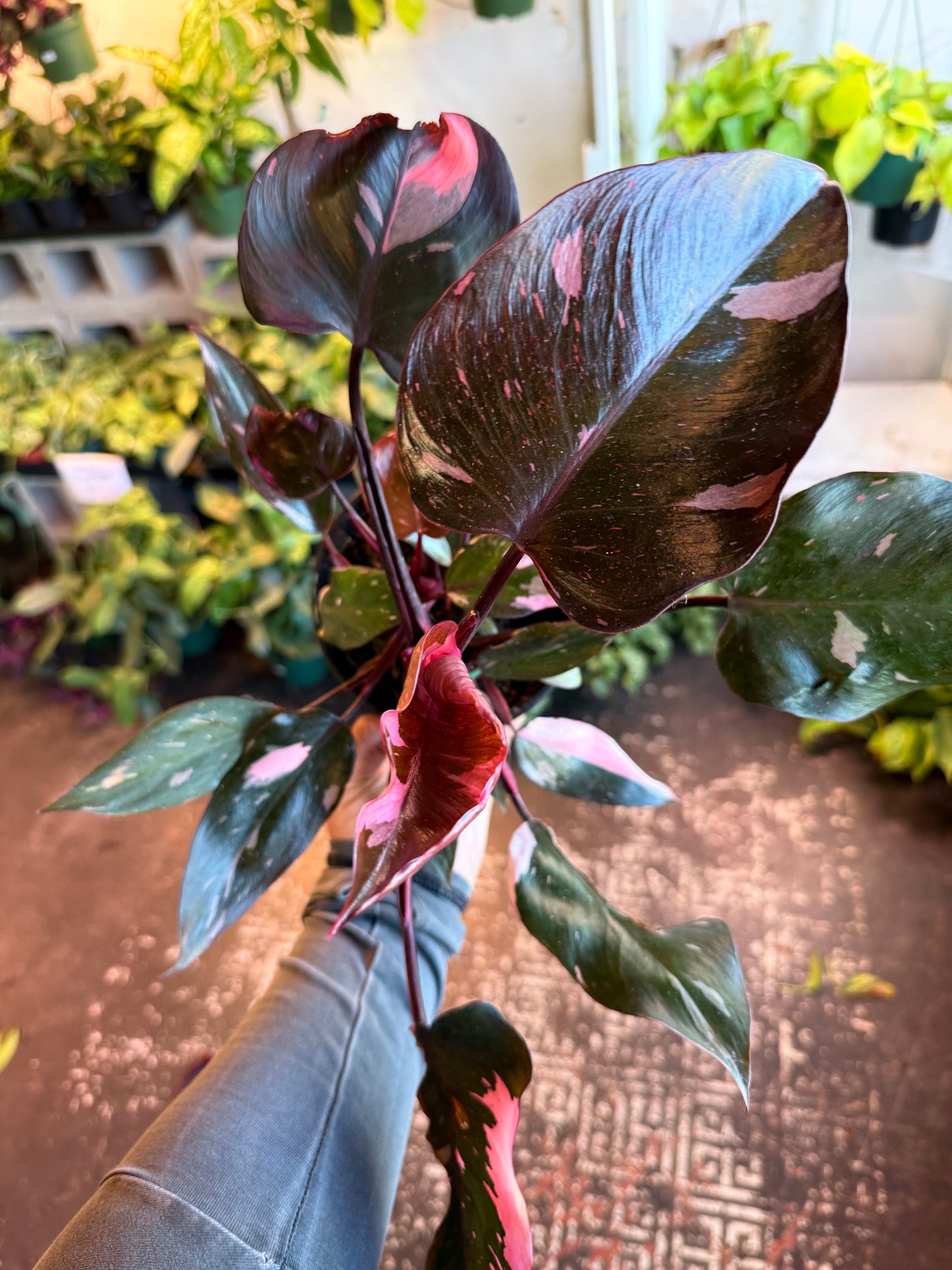 Philodendron 'Pink Princess'