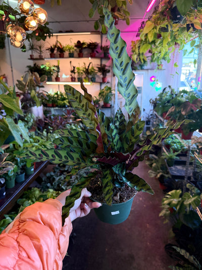 Calathea Lancifolia 'Rattlesnake'