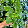 Calathea 'Network'