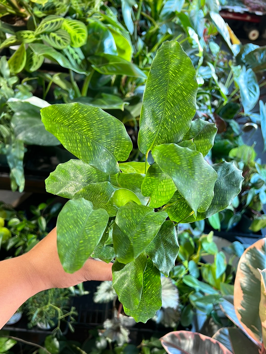 Calathea 'Network'