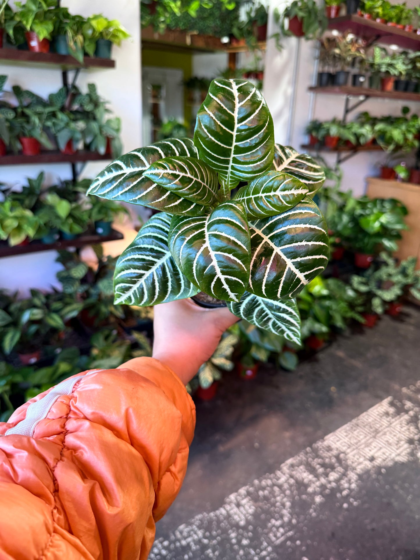 Zebra Plant
