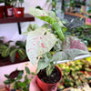 Syngonium 'Milk Confetti'