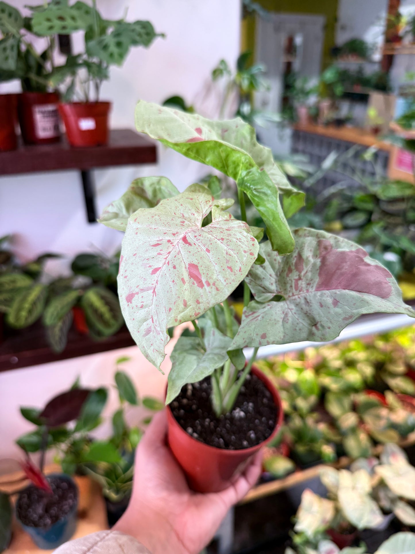 Syngonium 'Milk Confetti'