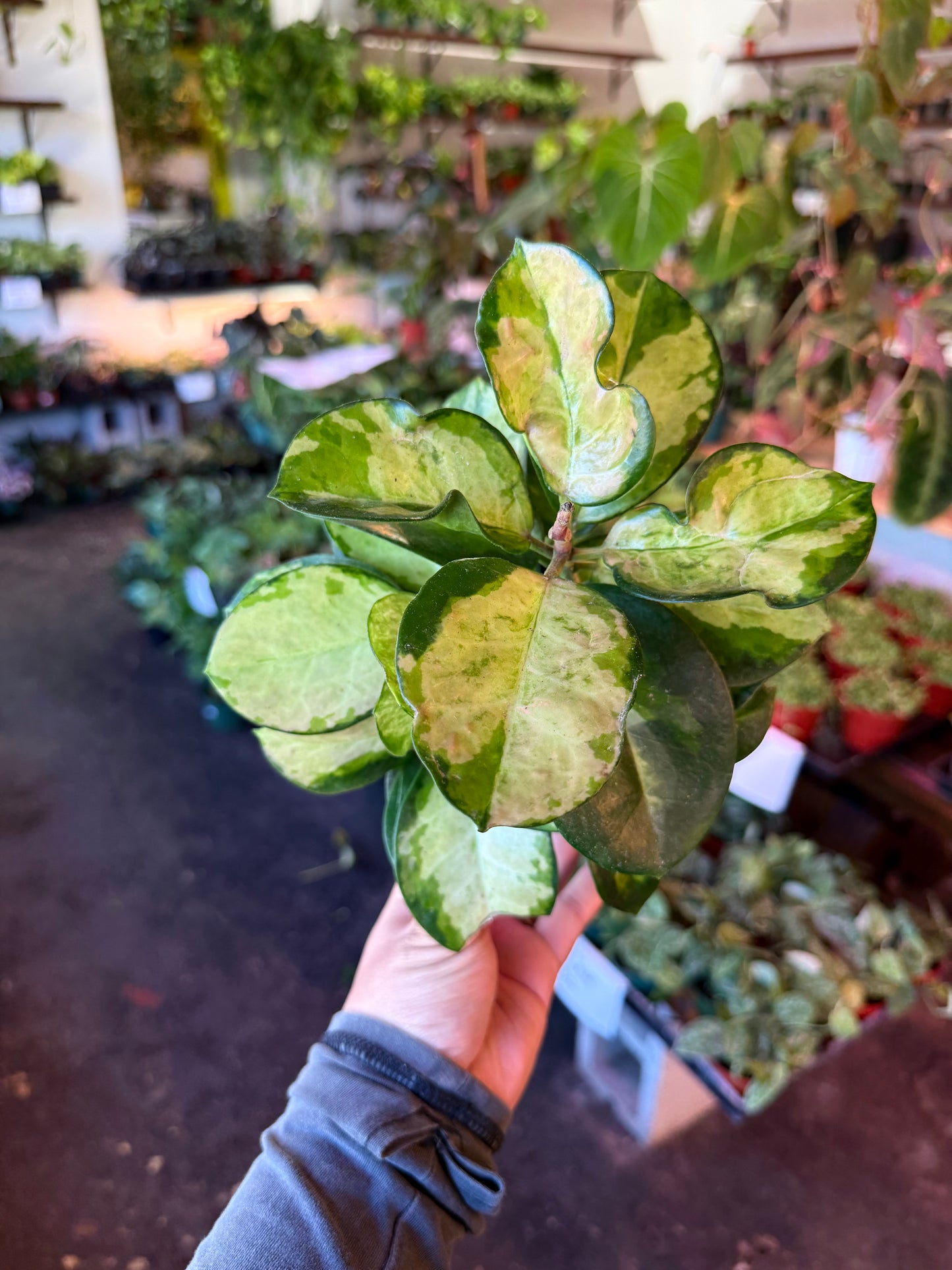 Hoya ‘Australis Tri Color’