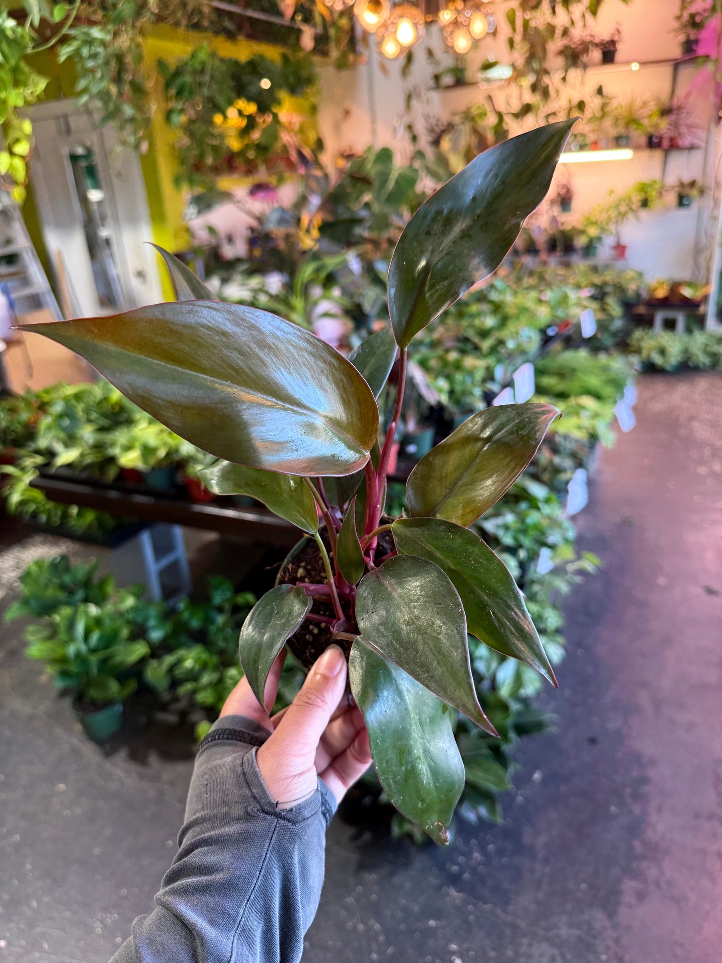 Philodendron ‘Erubescens’