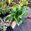 Dracaena Tornado
